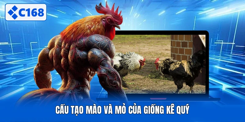 Cấu tạo mào và mỏ của giống kê quý