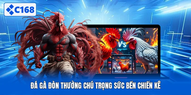 Đá gà đòn thường chú trọng sức bền chiến kê
