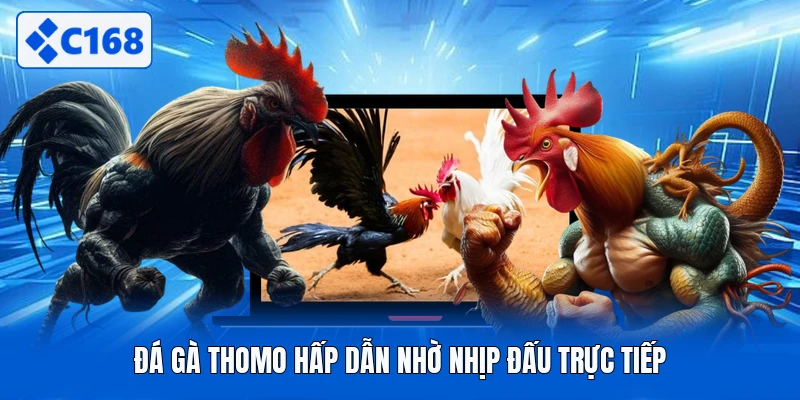 Đá gà thomo hấp dẫn nhờ nhịp đấu trực tiếp