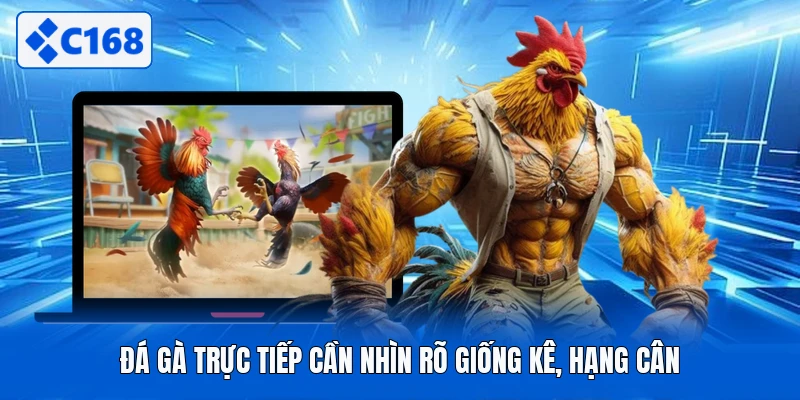 Đá gà trực tiếp cần nhìn rõ giống kê, hạng cân